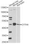 Cytohesin 4 antibody, A14875, ABclonal Technology, Western Blot image 