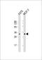 Coatomer Protein Complex Subunit Epsilon antibody, 55-787, ProSci, Western Blot image 