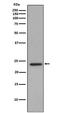 DNA-binding protein inhibitor ID-1 antibody, M00945, Boster Biological Technology, Western Blot image 