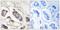 Peroxisomal Biogenesis Factor 7 antibody, PA5-39334, Invitrogen Antibodies, Immunohistochemistry frozen image 