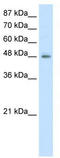 Endoplasmic reticulum-Golgi intermediate compartment protein 2 antibody, TA345207, Origene, Western Blot image 