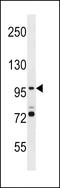 SMG5 Nonsense Mediated MRNA Decay Factor antibody, LS-C159041, Lifespan Biosciences, Western Blot image 