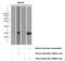 Ninjurin 2 antibody, 66202-1-Ig, Proteintech Group, Western Blot image 
