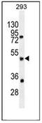 Speedy/RINGO Cell Cycle Regulator Family Member E5 antibody, AP54012PU-N, Origene, Western Blot image 