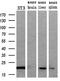 Apolipoprotein M antibody, GTX84882, GeneTex, Western Blot image 