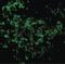 Ubiquitin Conjugating Enzyme E2 N antibody, LS-B1433, Lifespan Biosciences, Immunofluorescence image 