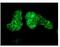 Jagged Canonical Notch Ligand 1 antibody, ab109536, Abcam, Immunocytochemistry image 