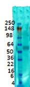 Solute Carrier Family 17 Member 6 antibody, orb67483, Biorbyt, Western Blot image 