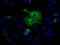 HSP70 antibody, TA500772, Origene, Immunofluorescence image 