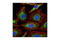 Cytochrome C Oxidase Subunit 4I1 antibody, 4850P, Cell Signaling Technology, Immunofluorescence image 