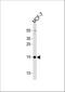 RNA Polymerase II Subunit J3 antibody, A18320, Boster Biological Technology, Western Blot image 