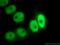 Nuclear Factor I C antibody, 16399-1-AP, Proteintech Group, Immunofluorescence image 