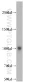 A-Kinase Anchoring Protein 3 antibody, 13907-1-AP, Proteintech Group, Western Blot image 