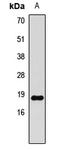 Histone H3.1t antibody, LS-C668835, Lifespan Biosciences, Western Blot image 