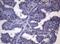 BAR antibody, MA5-27121, Invitrogen Antibodies, Immunohistochemistry frozen image 