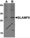 SLAM family member 9 antibody, 6181, ProSci Inc, Western Blot image 