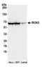 RIO Kinase 3 antibody, A305-601A-M, Bethyl Labs, Western Blot image 