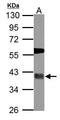 Ubiquitin carboxyl-terminal hydrolase 46 antibody, GTX117994, GeneTex, Western Blot image 