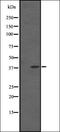 Mitochondrial Ribosomal Protein S11 antibody, orb337605, Biorbyt, Western Blot image 