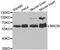Amine oxidase [flavin-containing] B antibody, A1568, ABclonal Technology, Western Blot image 