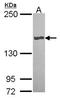 Carboxypeptidase D antibody, NBP2-15979, Novus Biologicals, Western Blot image 