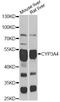 Cytochrome P450 Family 3 Subfamily A Member 4 antibody, A13484, ABclonal Technology, Western Blot image 