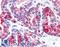Wnt Family Member 5B antibody, LS-A8730, Lifespan Biosciences, Immunohistochemistry paraffin image 