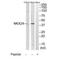 NK2 Homeobox 4 antibody, PA5-50046, Invitrogen Antibodies, Western Blot image 