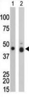 Creatine Kinase B antibody, abx033150, Abbexa, Western Blot image 