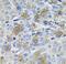 SERPINA1 antibody, FNab00337, FineTest, Immunohistochemistry frozen image 