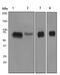 Beta-Secretase 1 antibody, ab108394, Abcam, Western Blot image 