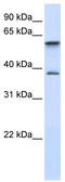 GTPase IMAP family member 5 antibody, TA342373, Origene, Western Blot image 