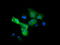 MAPK 4 antibody, LS-C337997, Lifespan Biosciences, Immunofluorescence image 