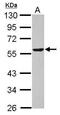 Dihydrolipoamide Dehydrogenase antibody, PA5-27364, Invitrogen Antibodies, Western Blot image 