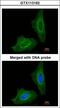 Glutamate Decarboxylase 2 antibody, LS-C109497, Lifespan Biosciences, Immunofluorescence image 