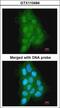 MAGE Family Member A11 antibody, LS-C186156, Lifespan Biosciences, Immunocytochemistry image 