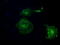 Guanylate Binding Protein 2 antibody, TA500670, Origene, Immunofluorescence image 