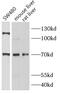 Solute Carrier Family 1 Member 2 antibody, FNab02605, FineTest, Western Blot image 
