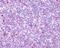 C-C Motif Chemokine Receptor 10 antibody, PA1-32571, Invitrogen Antibodies, Immunohistochemistry frozen image 
