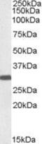 Homeobox protein engrailed-2 antibody, PA5-18474, Invitrogen Antibodies, Western Blot image 
