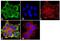 Protein Regulator Of Cytokinesis 1 antibody, MA1-846, Invitrogen Antibodies, Immunofluorescence image 