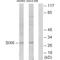 Homeobox protein SIX6 antibody, PA5-49779, Invitrogen Antibodies, Western Blot image 