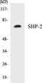 Protein Tyrosine Phosphatase Non-Receptor Type 11 antibody, EKC1522, Boster Biological Technology, Western Blot image 