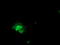 Peroxisomal 3,2-trans-enoyl-CoA isomerase antibody, TA504275, Origene, Immunofluorescence image 