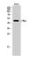 c-Myc antibody, STJ92355, St John