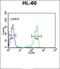 Serine And Arginine Rich Splicing Factor 9 antibody, orb313230, Biorbyt, Flow Cytometry image 