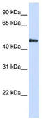 DNA-binding protein A antibody, TA330133, Origene, Western Blot image 