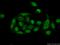 Polyglutamine Binding Protein 1 antibody, 16264-1-AP, Proteintech Group, Immunofluorescence image 