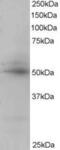 Cyclic AMP-responsive element-binding protein 3-like protein 4 antibody, MBS421483, MyBioSource, Western Blot image 