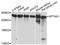 Spectrin alpha chain, brain antibody, LS-C746715, Lifespan Biosciences, Western Blot image 
